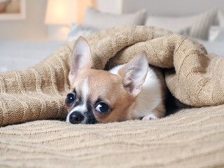 Cute little dog snug in a blanket