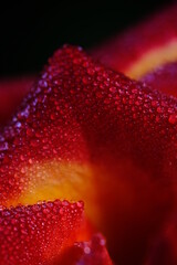 Red rose on a dark background with water droplets