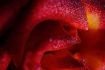 Red rose on a dark background with water droplets