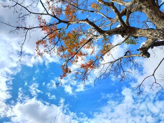 見上げた枯れ木と晴れた空