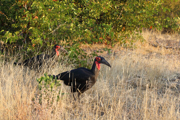 Kaffernhornrabe / Southern Ground Hornbill / Bucorvus leadbeateri