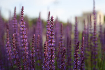 Thin stems of blooming purple sage at sunset in the park