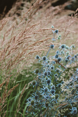 Spikelets and spines