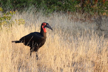 Kaffernhornrabe / Southern Ground Hornbill / Bucorvus leadbeateri