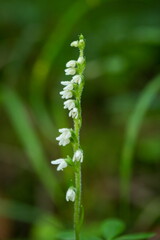 Goodyera repens. Orchid. Nature of the Czech Republic. Wild nature. Plant in the forest. Beautiful picture. Nature photography.