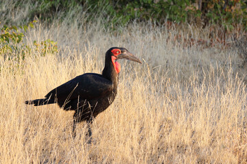 Kaffernhornrabe / Southern Ground Hornbill / Bucorvus leadbeateri