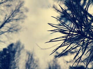 Fototapeta premium grass and sky