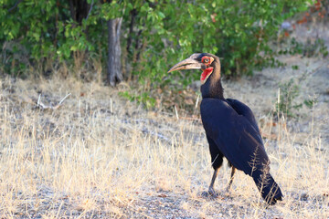 Kaffernhornrabe / Southern Ground Hornbill / Bucorvus leadbeateri
