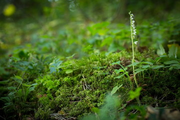 Goodyera repens. Orchid. Nature of the Czech Republic. Wild nature. Plant in the forest. Beautiful picture. Nature photography.