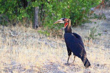 Kaffernhornrabe / Southern Ground Hornbill / Bucorvus leadbeateri