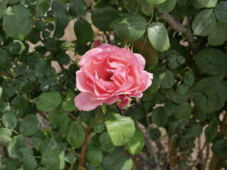 macro photo flower bud of a pink rose. Rosebud opened. Rose with lush petals.