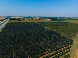 Aerial view of a field with peach trees. Farm for growing fruits. Processing and service. Productivity and harvest. Water channel, irrigation system. high voltage power line Bologna, Italy