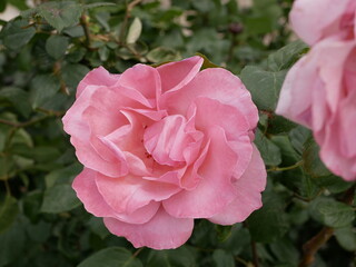 macro photo flower bud of a pink rose. Rosebud opened. Rose with lush petals.