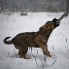 Little german shepherd puppy pulls a rope toy