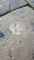 Ancient shell imprinted in stone