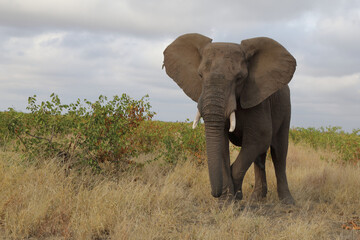 Afrikanischer Elefant / African elephant / Loxodonta africana