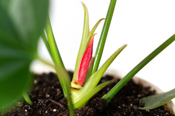 Obraz premium Anthurium flower bud on a light background. Home garden and floriculture concept. Empty white wall and copy space. Home plants care.