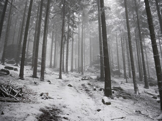Frozen trees covered by fresh snow, during cold winter time in national park in Poland