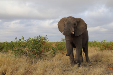 Obraz premium Afrikanischer Elefant / African elephant / Loxodonta africana