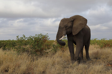 Obraz premium Afrikanischer Elefant / African elephant / Loxodonta africana