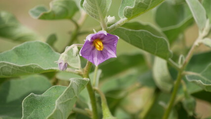 Obraz premium Flower of Solanum virginianum, also called Surattense nightshade, yellow-fruit nightshade or Thai green eggplant.