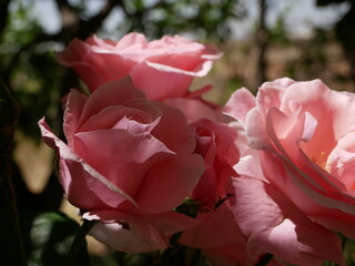 A beautiful pink fragrant rose is torn in the garden on a sunny spring day. Growing raw materials...