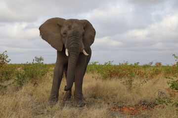 Afrikanischer Elefant / African elephant / Loxodonta africana