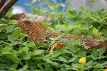 Iguana en la reserva natural de Tortuguero, en Costa Rica