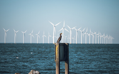 Seabird (european shag) with offshore wind turbine farm on the background. Urk, Flevoland, The...