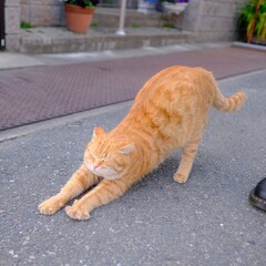 伸びする猫