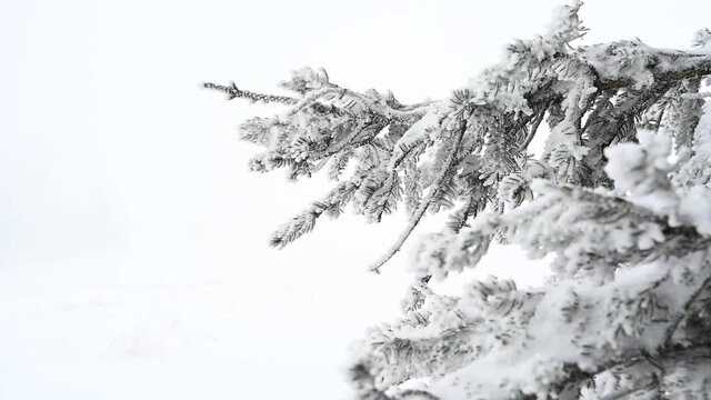 schneetreiben mit nahaufname von tannenbaum, nadelbaum, starker schneefall im winter 