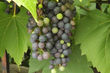 bunch of grapes
