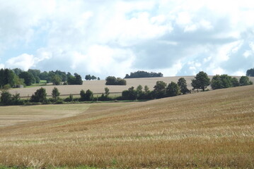 Fototapeta premium landscape with a field