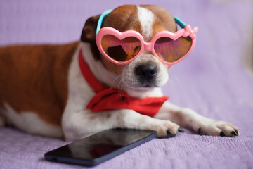 Chihuahua dog with red bow tie, phone and heart sunglasses. Valentine day.