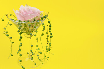 rose in a glass on a yellow background