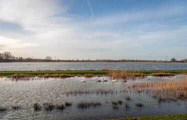 Father and mother swan and their three cygnets make a trip. The water in the creeks of the Dutch National Park De Biesbosch is at a high level because it is an overflow area for the river.
