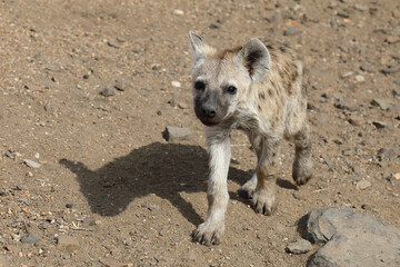 Obraz premium Tüpfelhyäne / Spotted Hyaena / Crocuta crocuta.