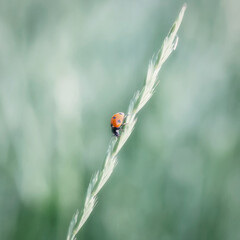 Ladybug on green grass, macro, natural image.