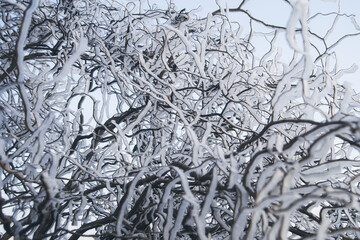 Ausgefallene Eisblumen, Frost auf gekringelten Ästen, frosty winter wonderland