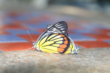 Butterflies are breeding on the cement table floor, in a winter morning when the warm rays of the sun come.
