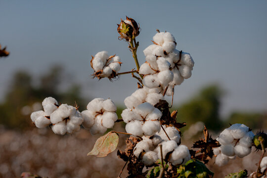 cotton flowers , Cotton is a soft, fluffy staple fiber that grows in a boll, or protective case, around the seeds of the cotton plants of the genus Gossypium in the 
