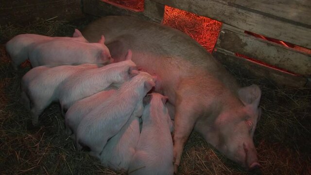 Suckling pigs suck the uterus.
