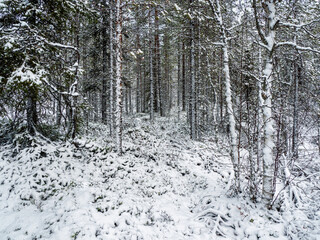 Deep winter Northern snow-covered forest in Karelia.