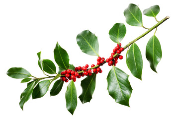 Christmas Holly With Red Berries.