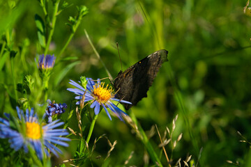 A beautiful Peacock Butterfly, Aglais io, nectaring on a Wild aster flower.