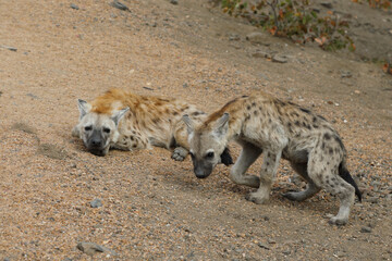 Obraz premium Tüpfelhyäne / Spotted Hyaena / Crocuta crocuta.