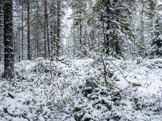Deep winter Northern snow-covered forest in Karelia.