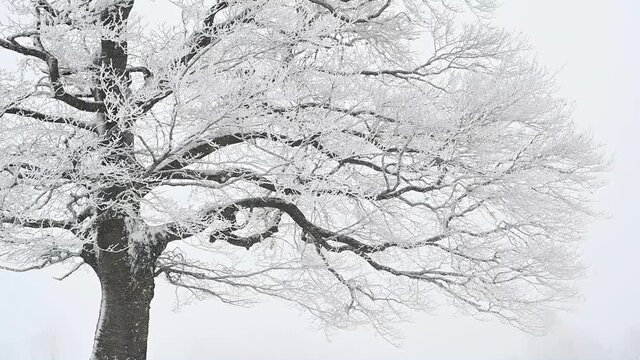 detailaufnahme von tief verschneitem baum mit dunklen &auml;sten starker kontrast zu schnee sturm, in slowmotion full hd 60fps, 