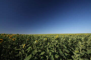 Fototapeta na wymiar Sunflower field under the summer sky