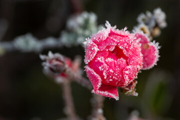 Rose vereist, Eiskristalle 